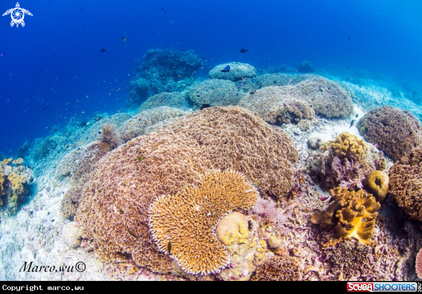 A Coral