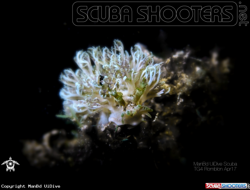 A Nudibranch