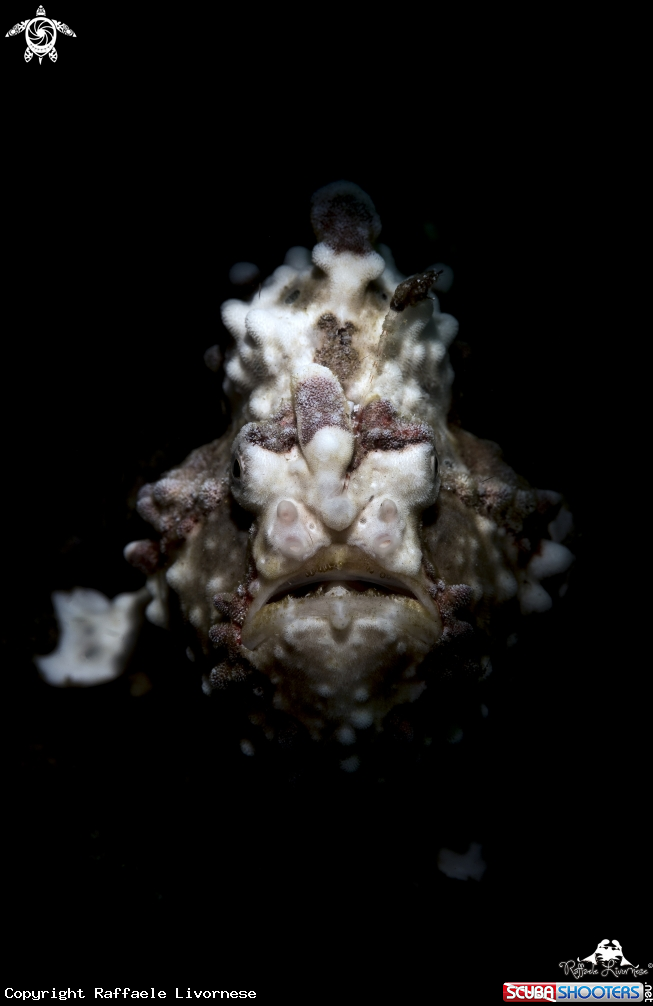 A Frogfish