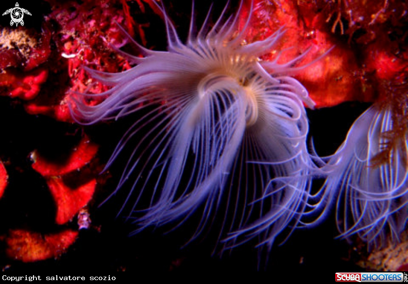 A underwater creature