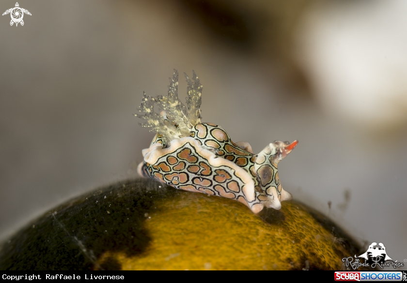 A Hipnotic nudi