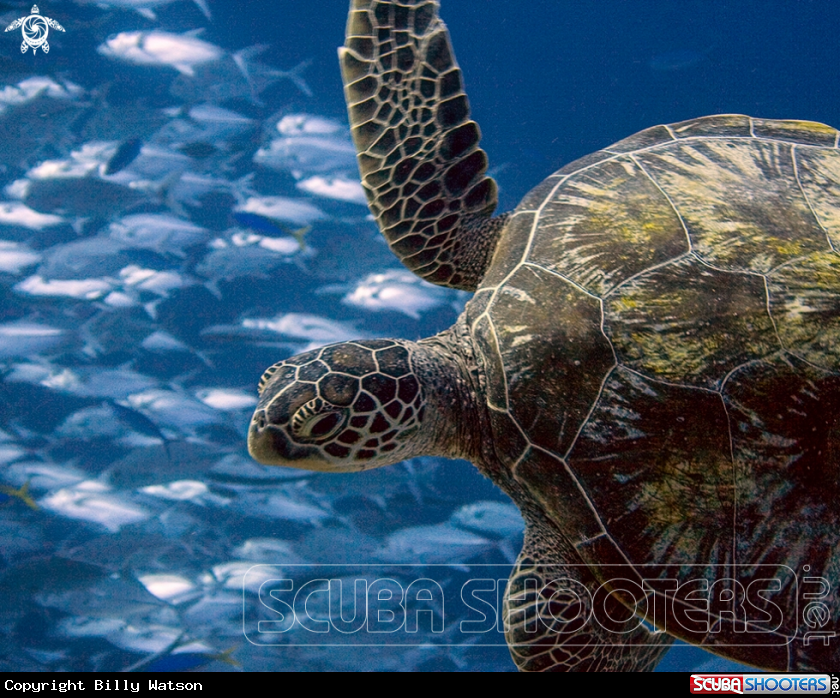 A Green Turtle