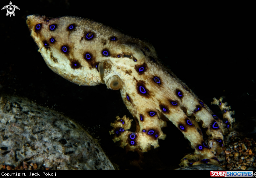 A Blue-ringed octopus