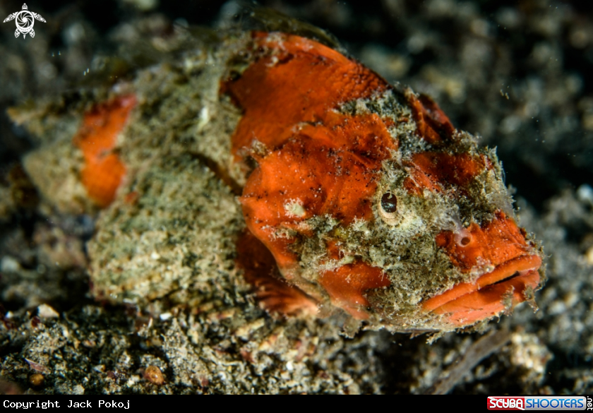 A Scorpionfish