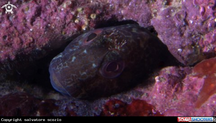 A underwater creature