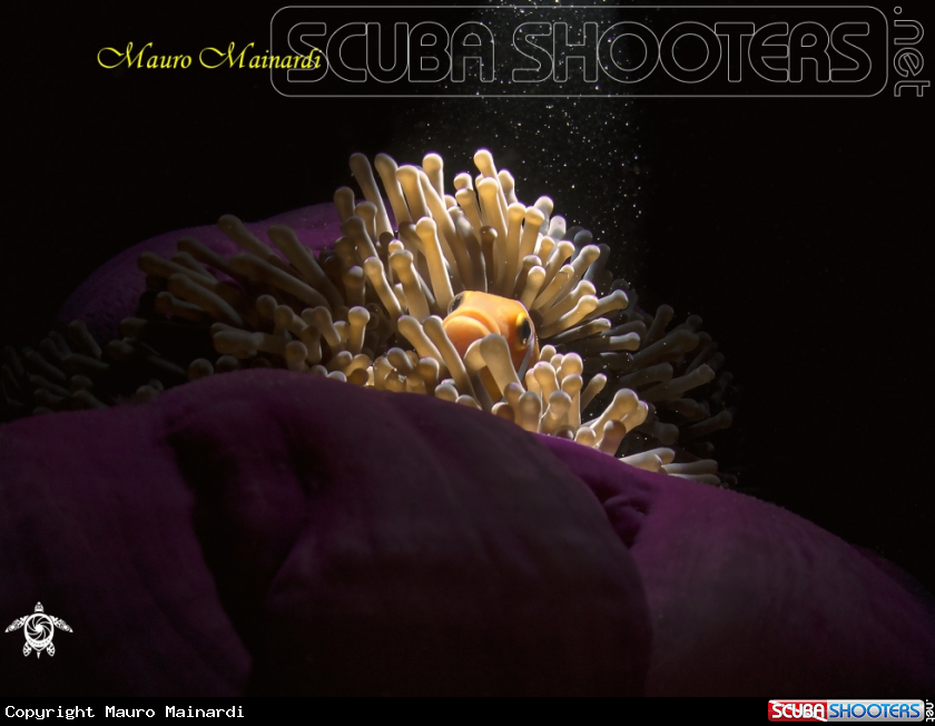 A Clownfish and anemone