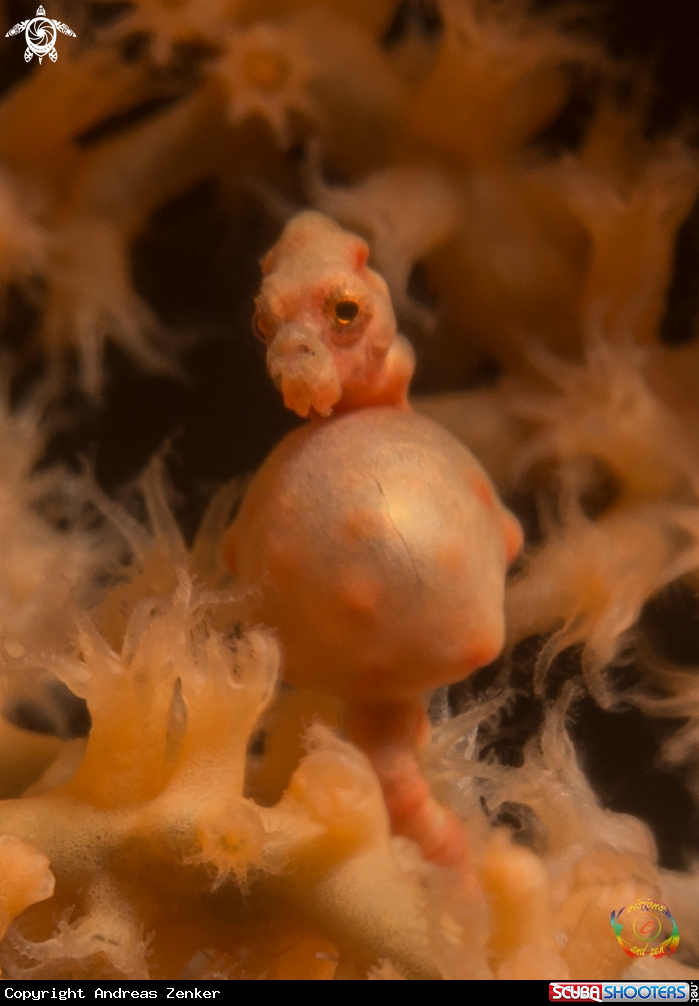 A Hippocampus denise