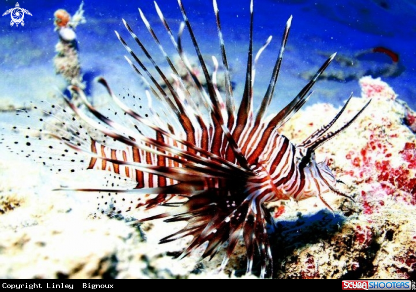 A Lionfish 