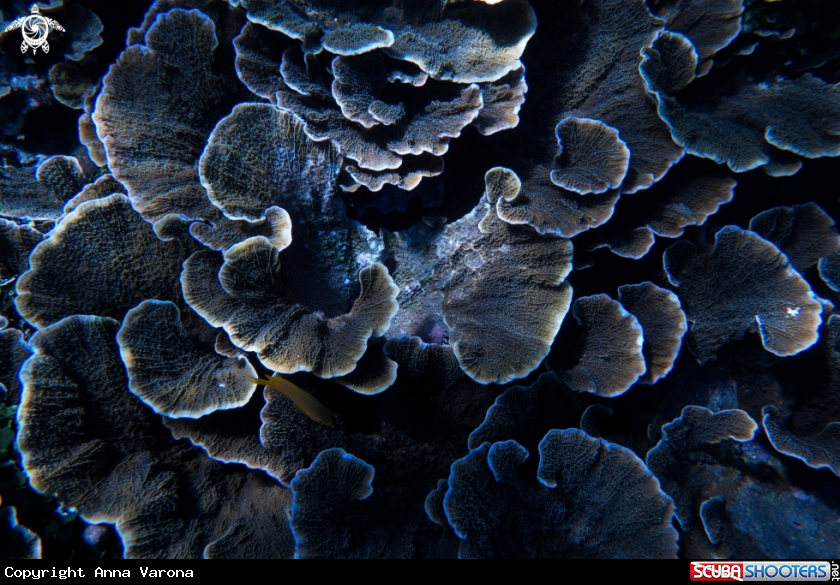 A Table Coral