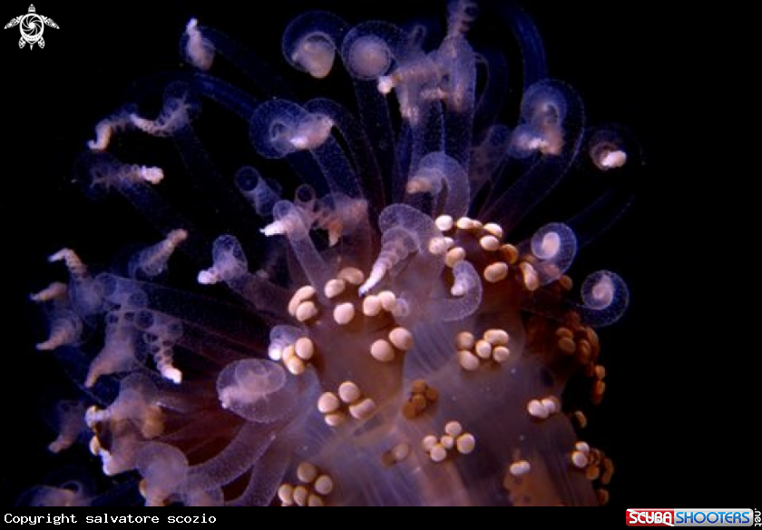 A underwater creature