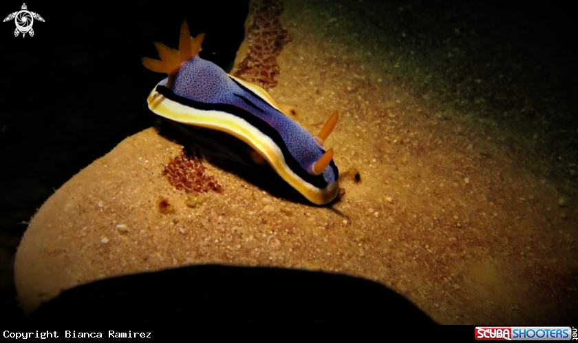 A Nudibranch