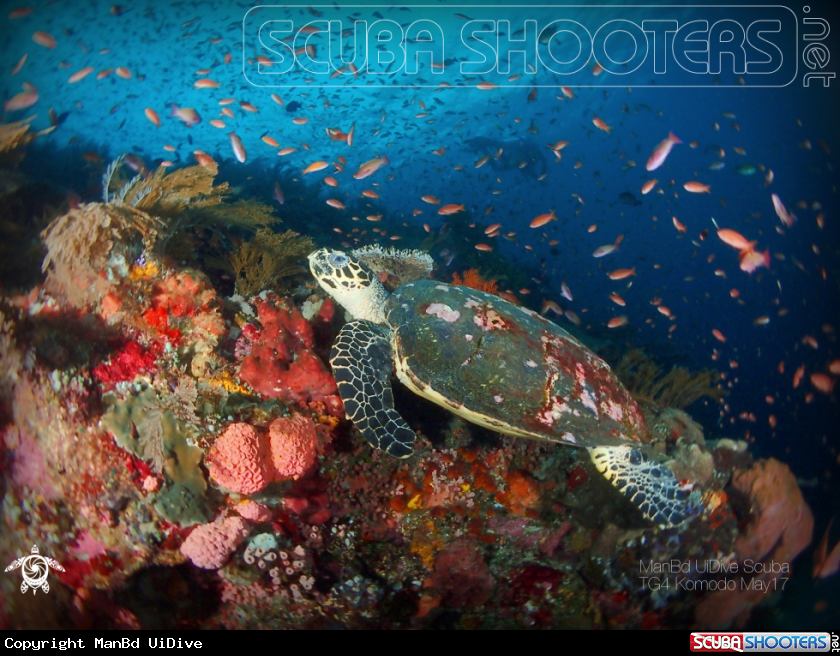 A Turtle