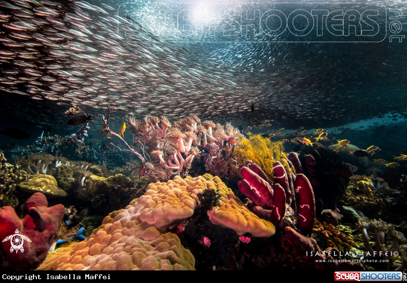 A School of Sardines
