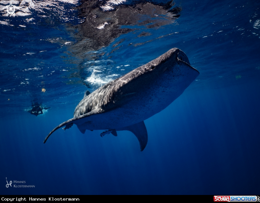 A Whale Shark