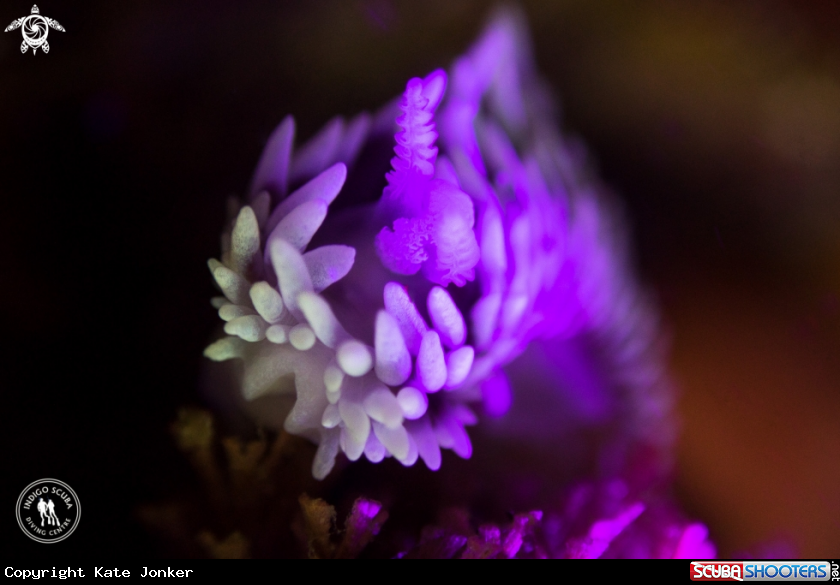 A Silvertip Nudibranch