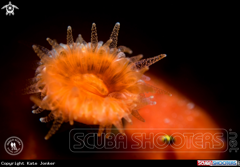 A Jewel Anemone