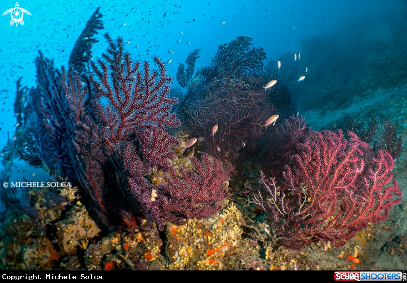A Mediterannean environment