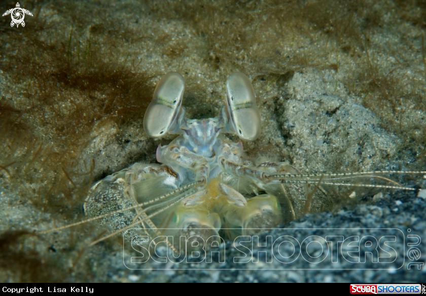 A Mantis Shrimp