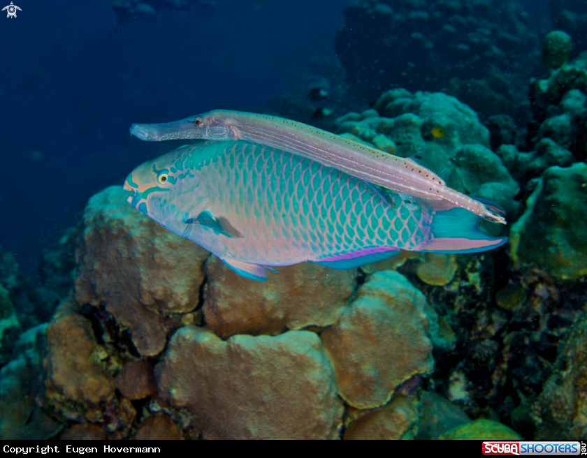 A Trumpetfisch +GREEN PARROTFISH