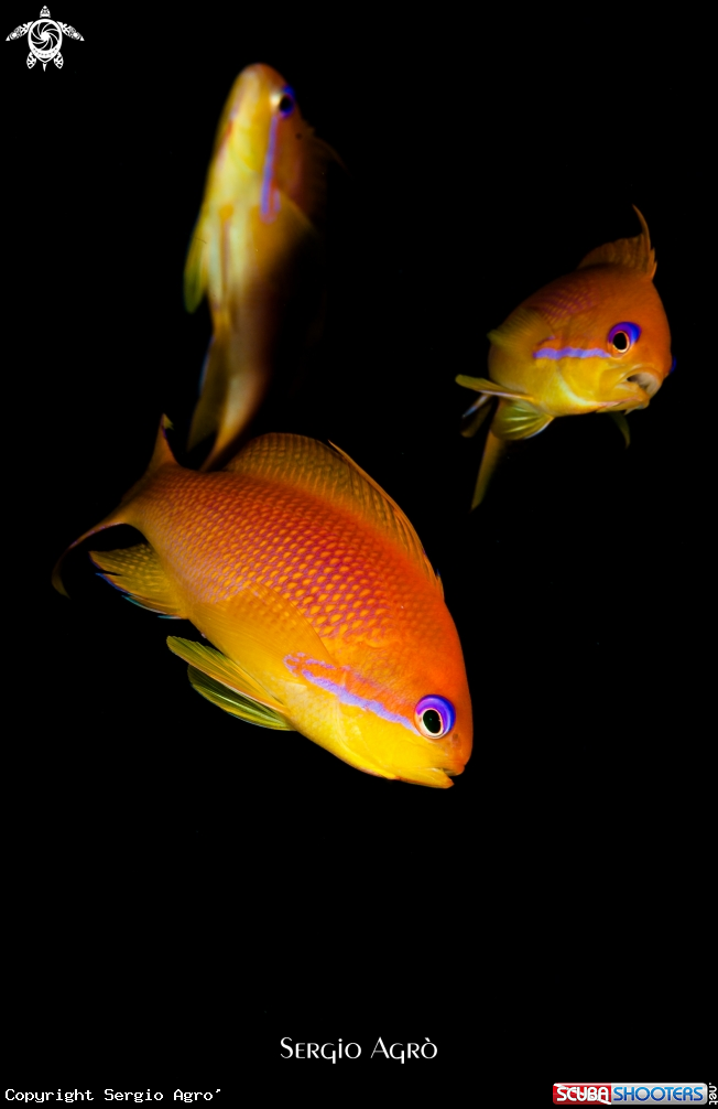 A Anthias