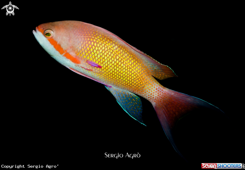 A Anthias