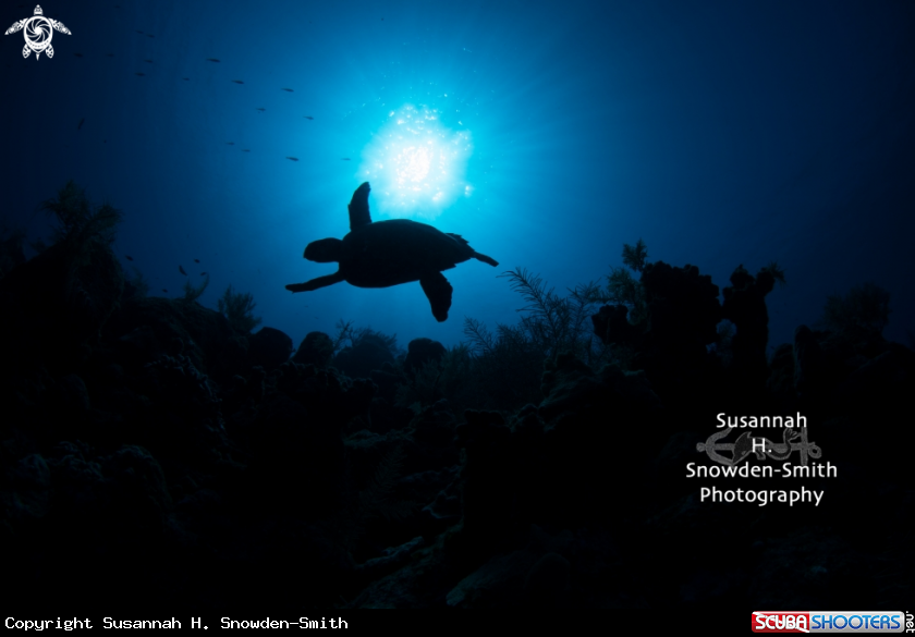 A Hawksbill Turtle Silhouette