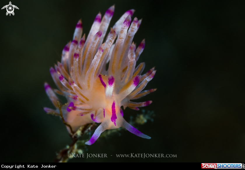 A Flabellina