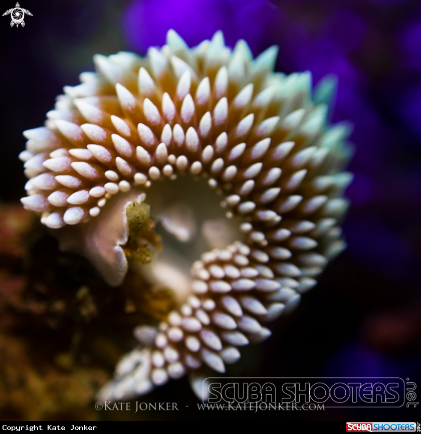 A Silvertip Nudibranch