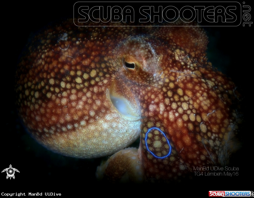A Mototi Octopus