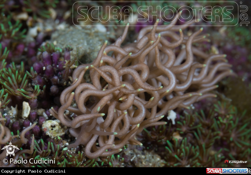 A Yellow-Tipped Phyllodesmium