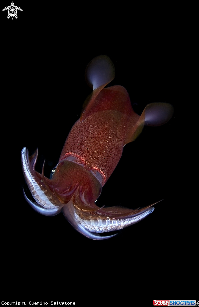 A Loligo vulgaris 