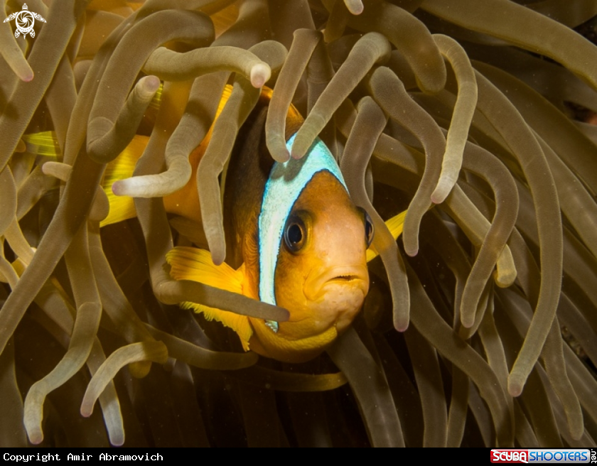 A underwater creature