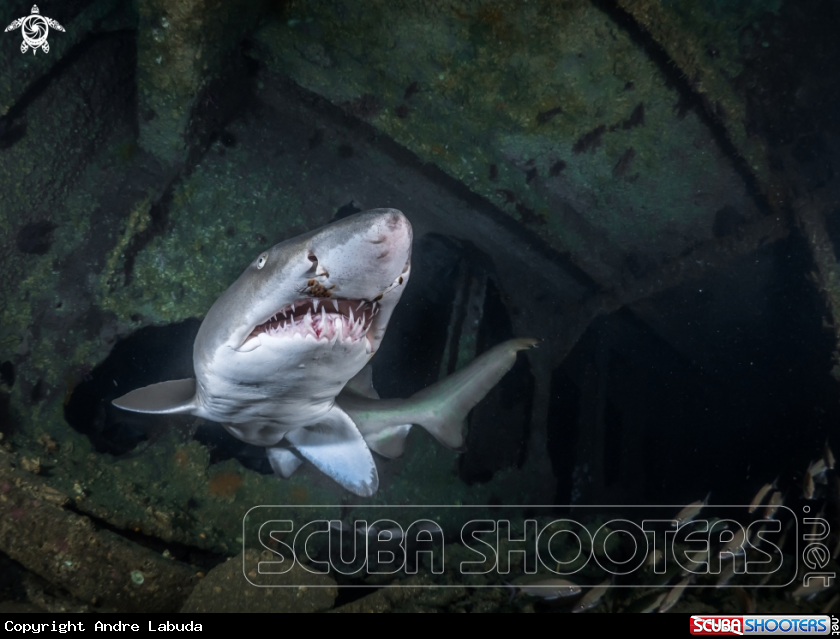 A Sand Tiger 