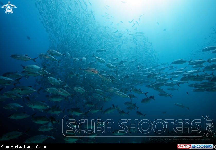 A Bigeye Makrel