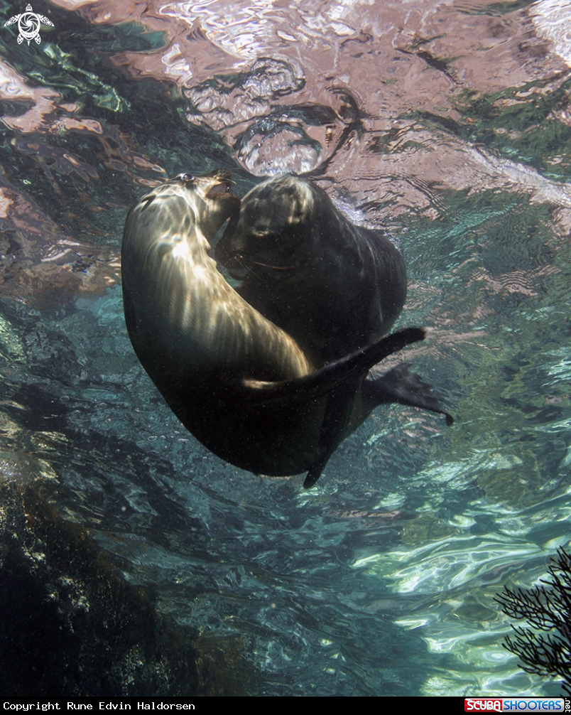 A Sea lions