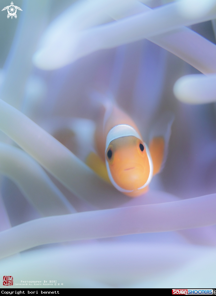 A Clownfish 