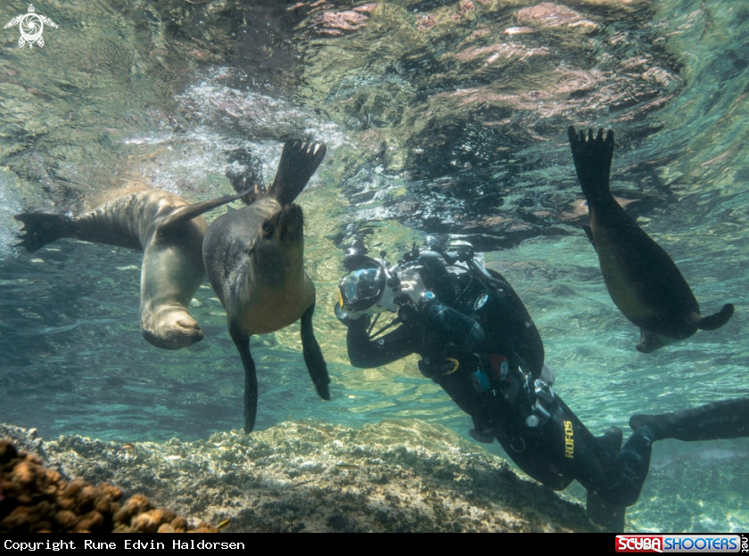 A Californian sea lions