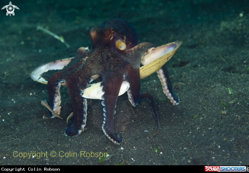 A octopus