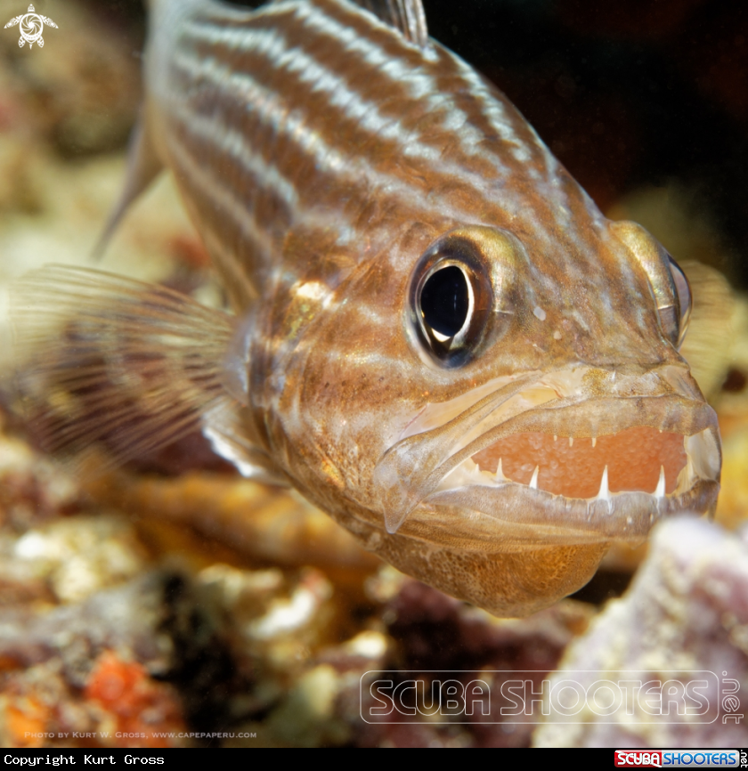 A Cardinalfish