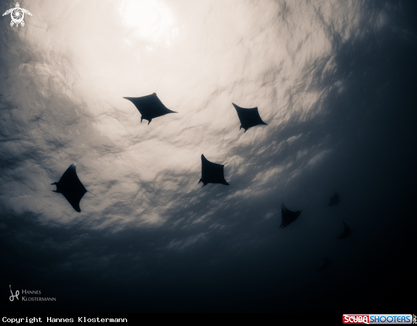 A Mobula Ray
