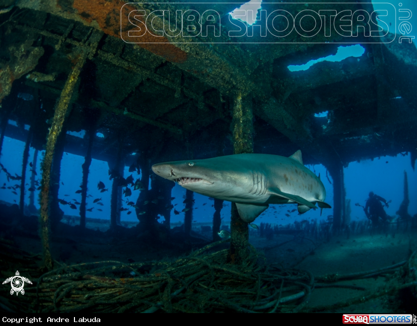 A Sand tiger