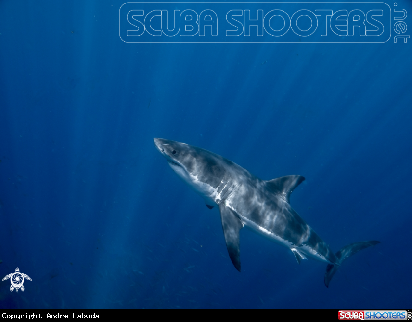 A Great White