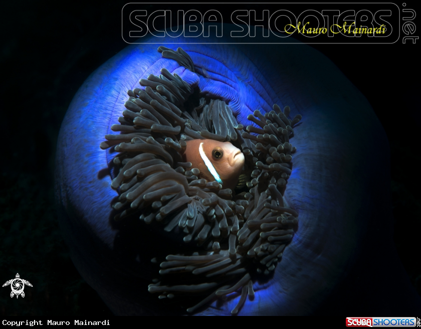 A Clownfish and anemone