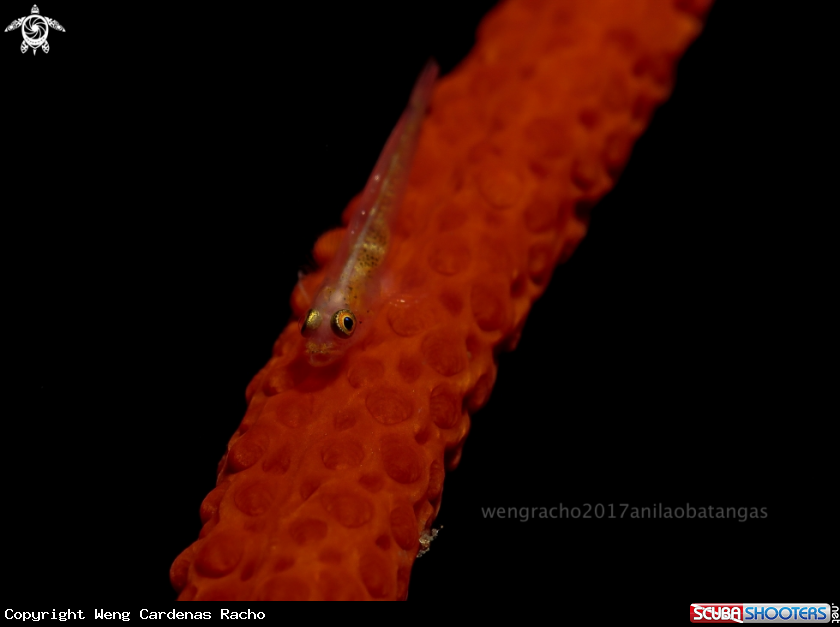 A whip coral goby