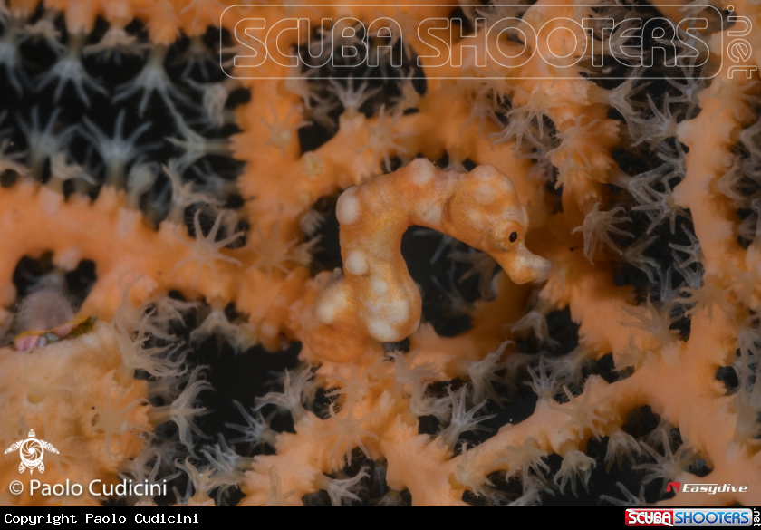 A Denise's Pygmy Seahorse