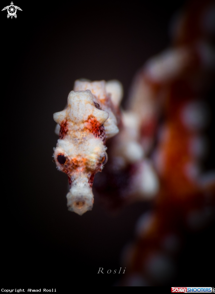 A Santa Claus Pygmy Seahorse