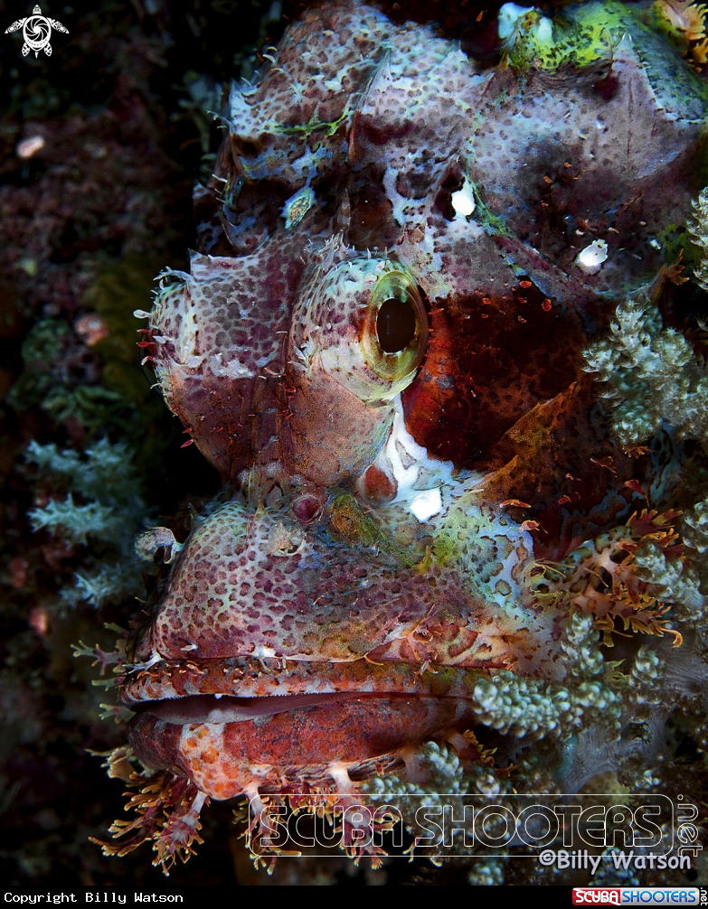 A Scorpionfish