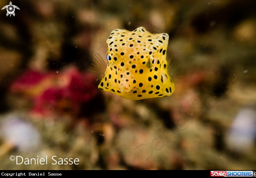A Yellow Boxfish