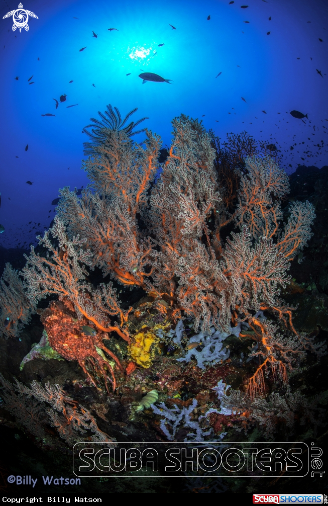 A Sea Fan and All