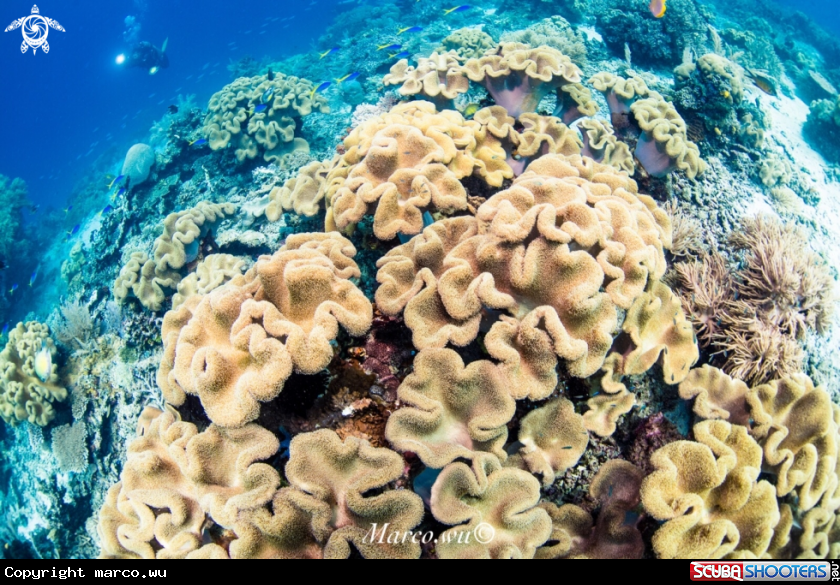 A Coral and diver